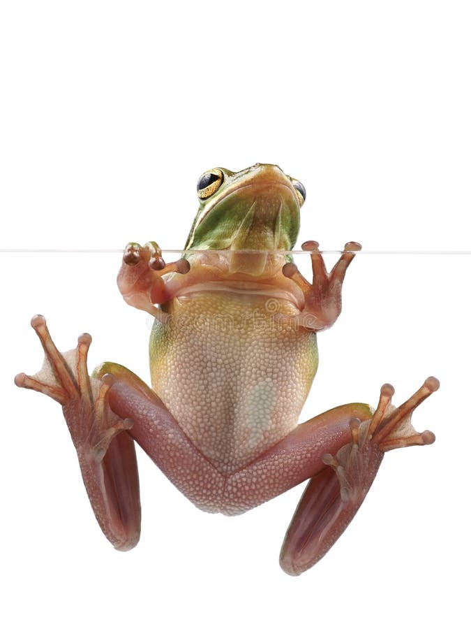 Tree Frog Litoria Infrafrenata, Climbing on the Glass Stock Image