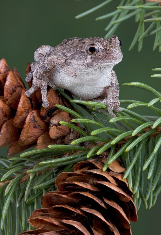 Tree frog on pine cone