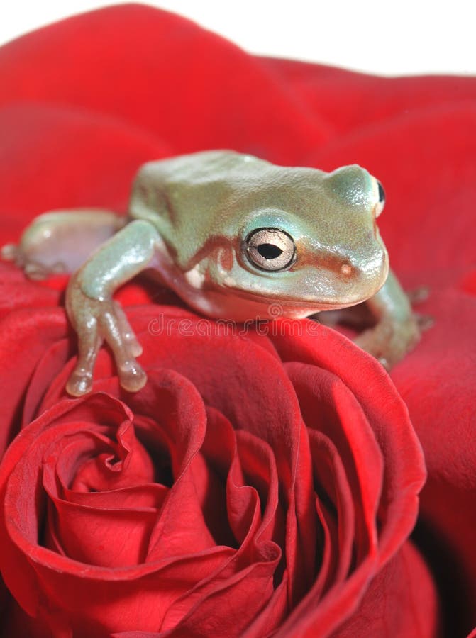 Tree frog on rose stock photo. Image of nature, frog 13442882