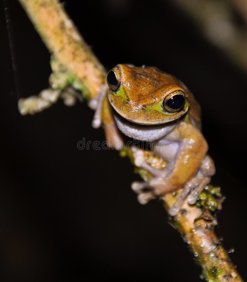 Yellow glass frog stock photo. Image of pets, america 19749062
