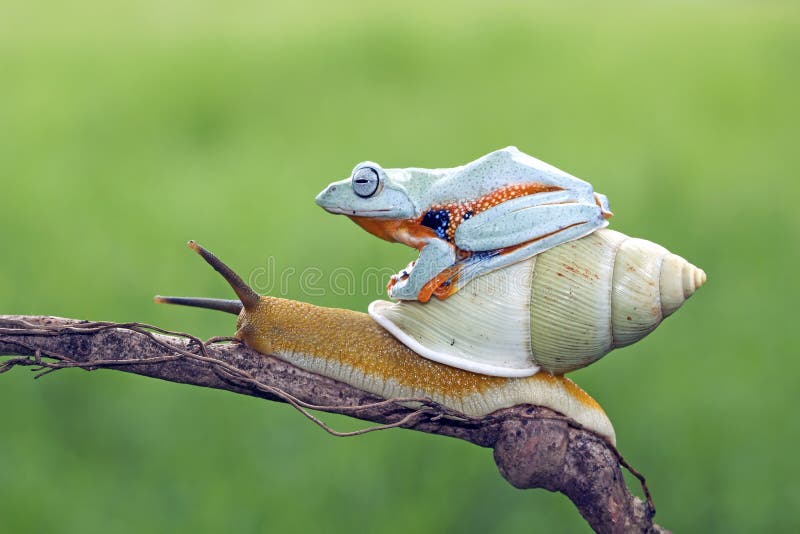 Tree frog sitting on body snail