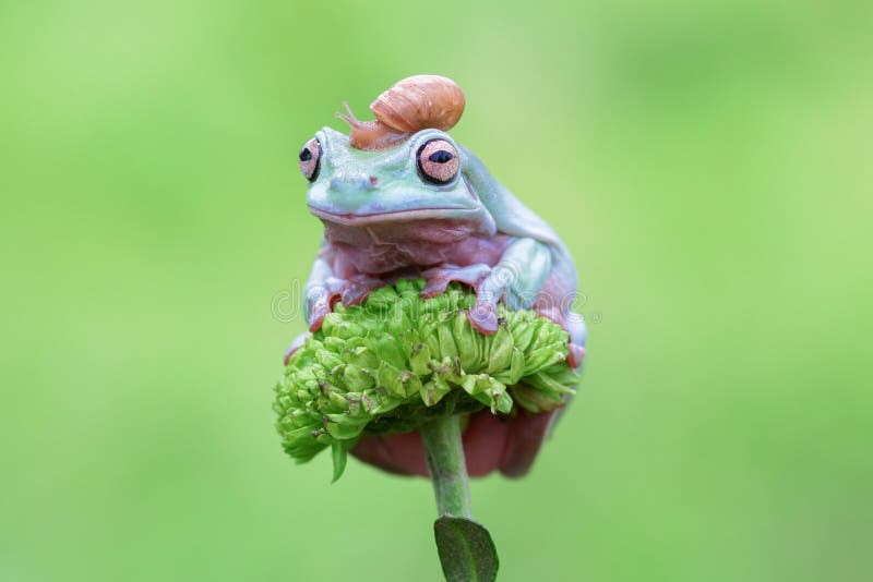 Tree frog and snail