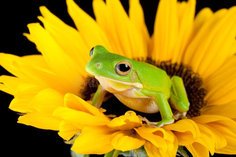 Tree frog on a sunflower