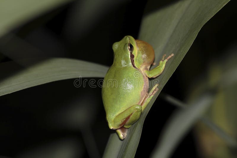 Tree frog in a swamp stock photo. Image of frog, marsh 32144242
