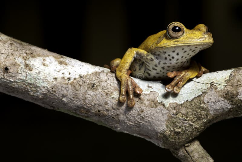 Tree frog in tropical amazon rainforest