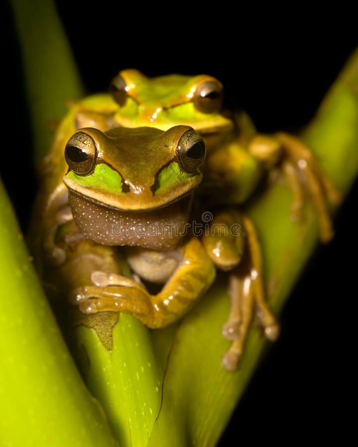 Yellow glass frog stock photo. Image of pets, america 19749062