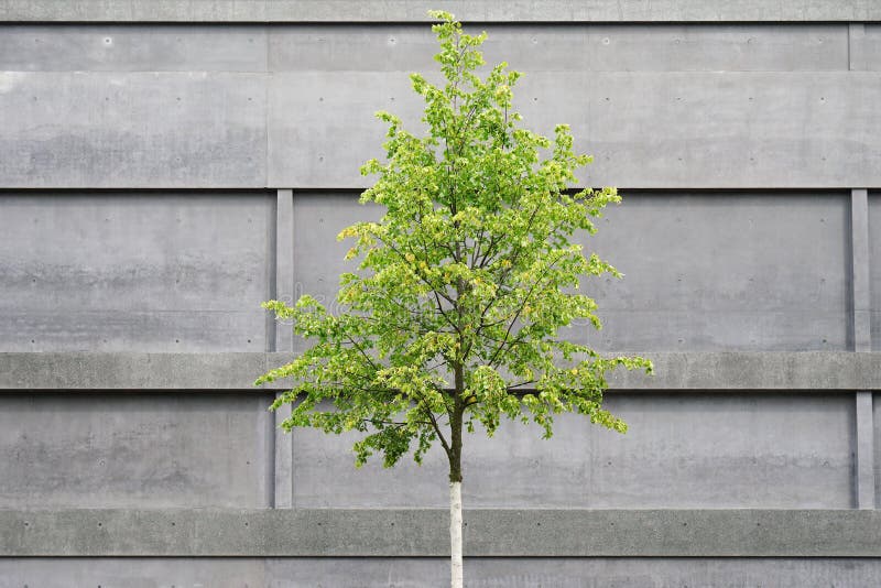Tree in front of concrete building stock photography