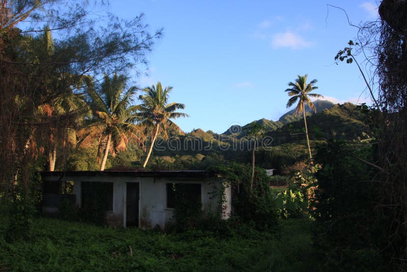 A Tree in Front of a House in Rarotonga on Cook Islands Stock Photo Image of tropical