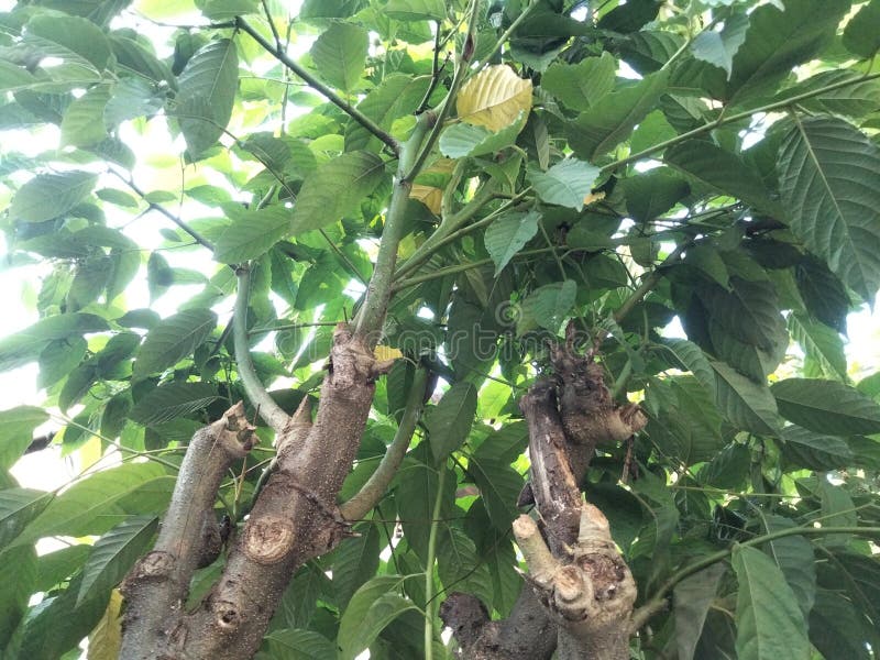 The Tree in Front of My