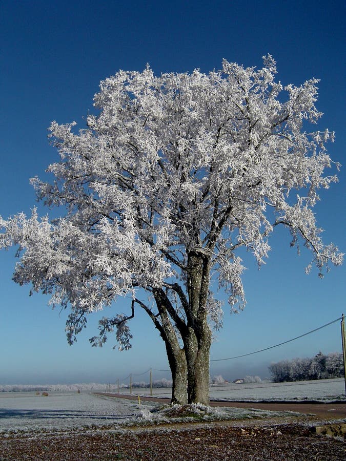 Tree frosted by the frost