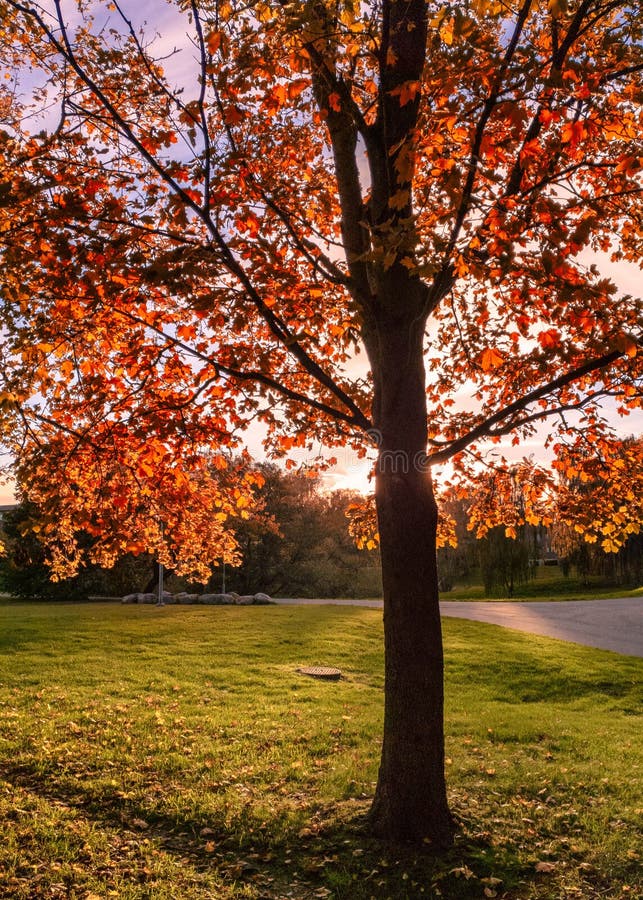 Tree Full of Fall Colors in a Public Park Stock Image - Image of