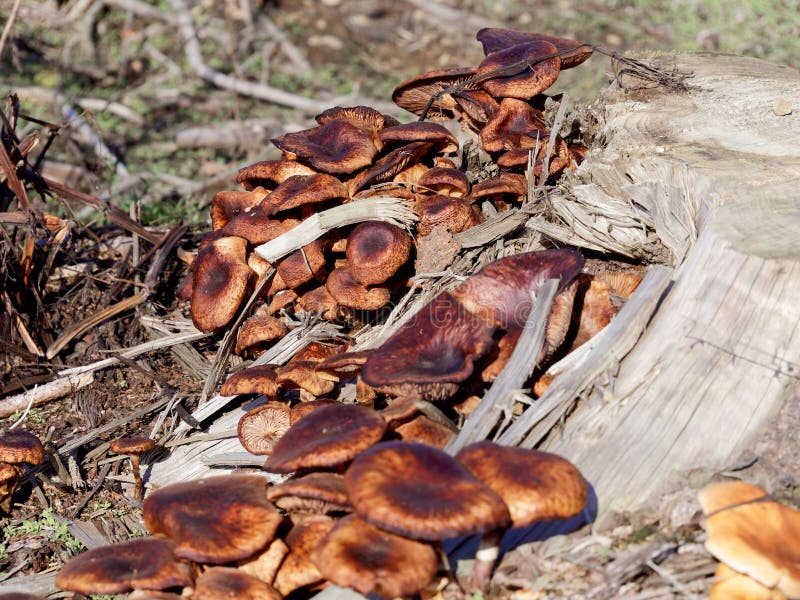 Tree Fungi Grow All Over the Tree Stump. Stock Photo Image of outdoor, forest 260062522