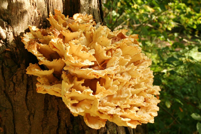 Tree fungus