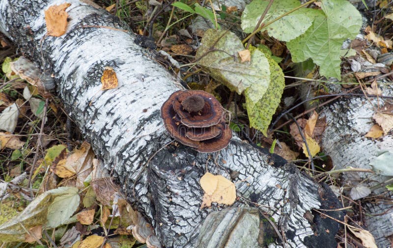 Tree fungus on a fallen birch trunk stock photo Tree fungus on a fallen birch trunk stock photo