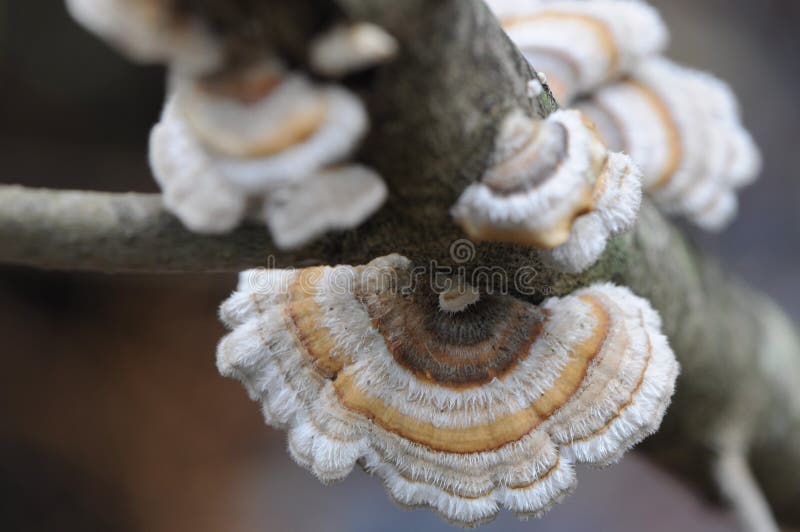 Bracket Fungi or Polypore