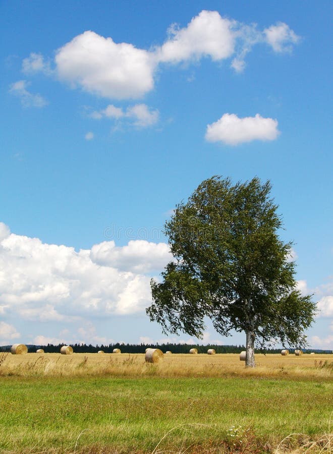 tree för blå sky royaltyfria bilder tree för blå sky royaltyfria bilder