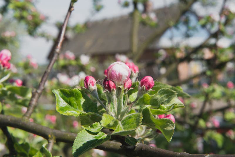tree för plockning för äppleaftonträdgård Fjädra den blomma treen Det härliga äpplet blommar på filial arkivbilder tree för plockning för äppleaftonträdgård Fjädra den blomma treen Det härliga äpplet blommar på filial arkivbilder