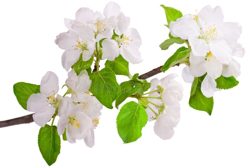 Tree för äpplefilialblomning arkivfoton