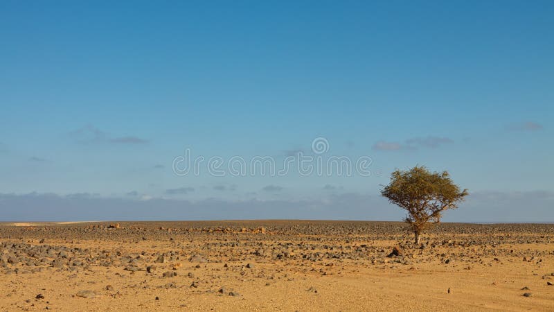 Survival - Lone tree in stone desert, Sahara, Libya. Survival - Lone tree in stone desert, Sahara, Libya