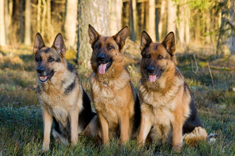 Shaggy sheep stock image. Image of male, peaceful, grin 23118331