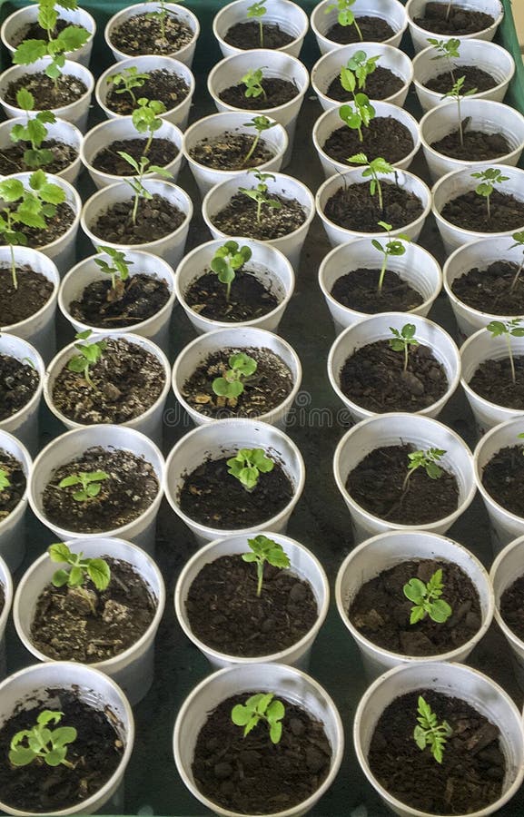 Tree Germination. Growth of Lapachos Stock Photo Image of growing