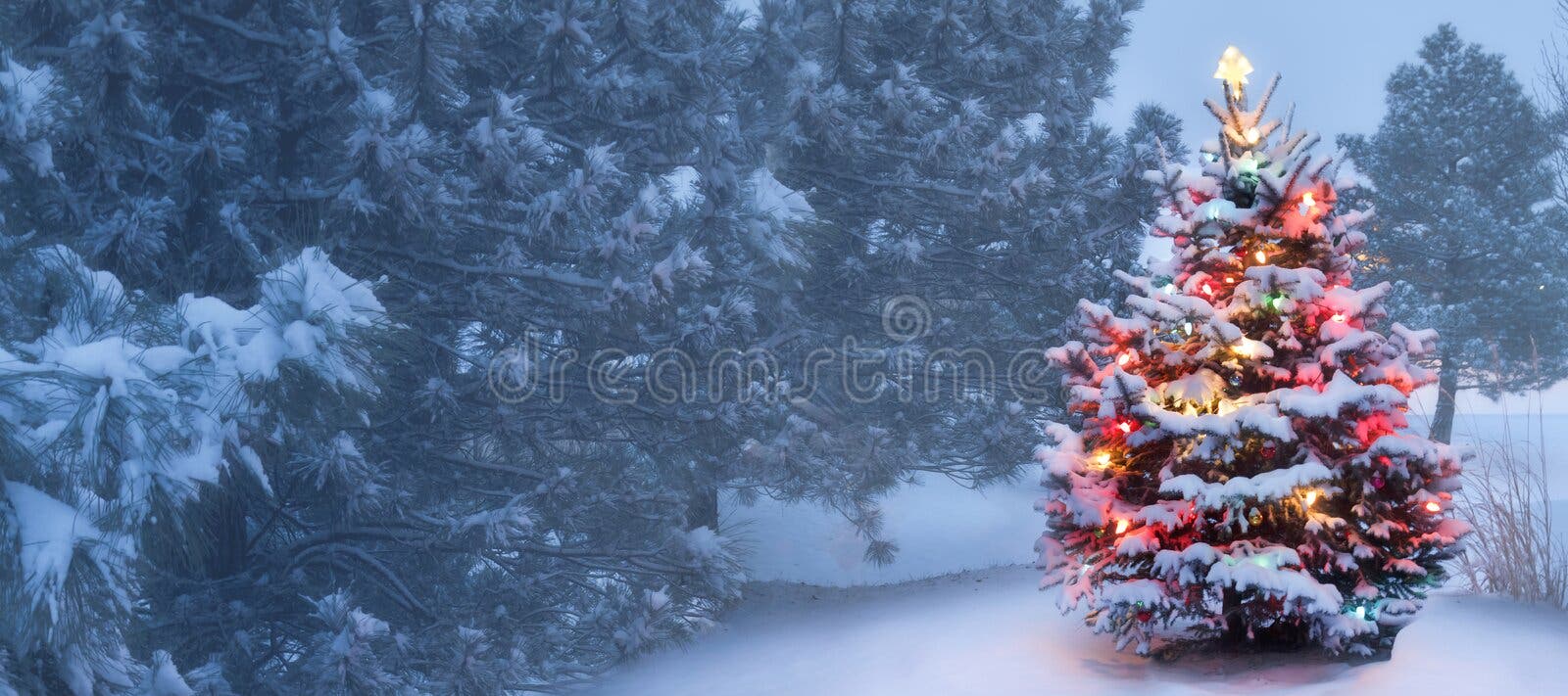 Snow Covered Christmas Tree Glows Brightly in the Stock Image Image