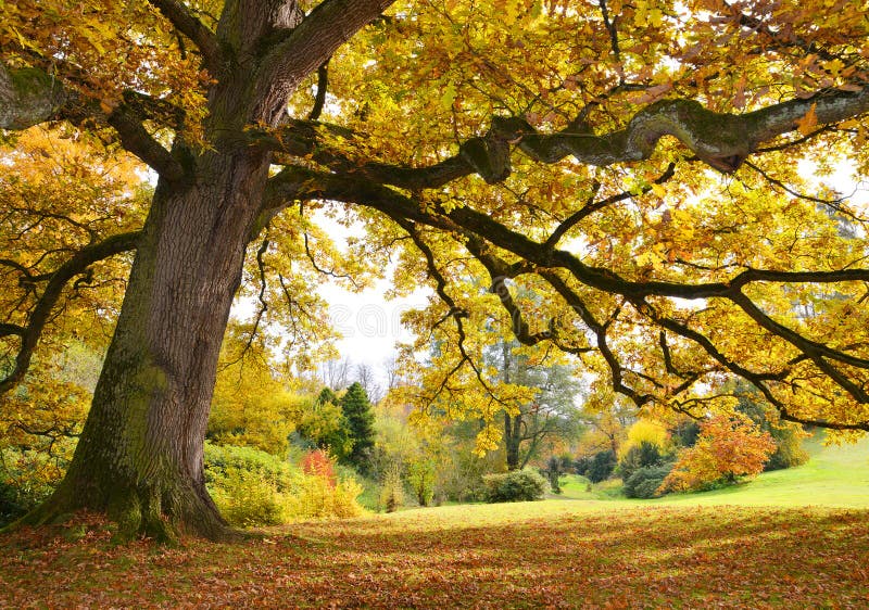 Tree with golden leaves royalty free stock photo