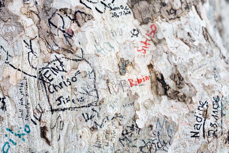 Tree and graffiti