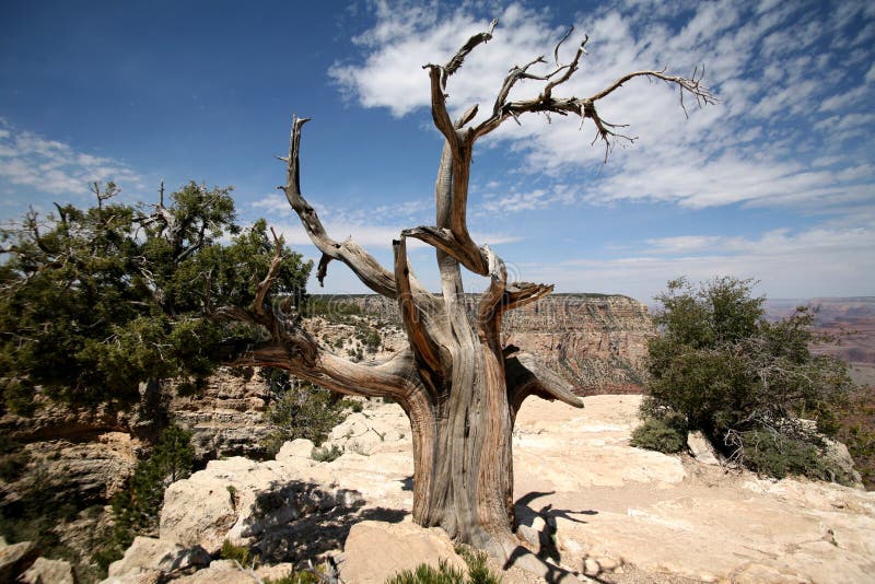 Tree in the Grand Canyon, Arizona, USA