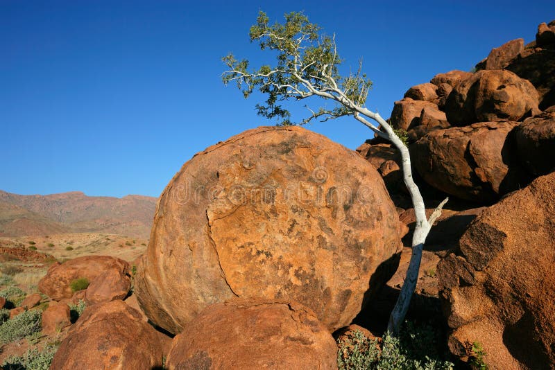 Tree and granite rocks royalty free stock photography