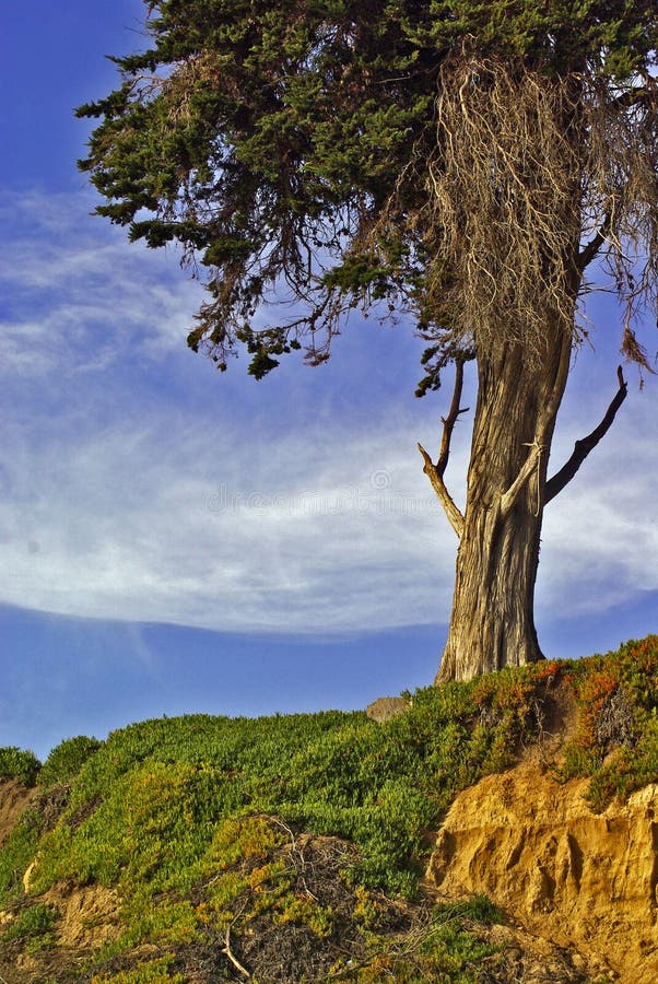 Tree on Grassy Hillside