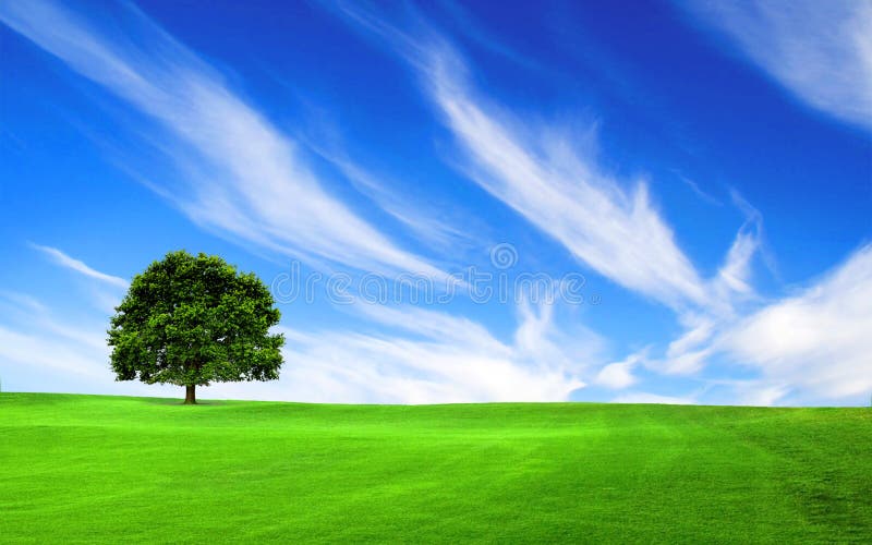 Un árbol en verde cielo azul.