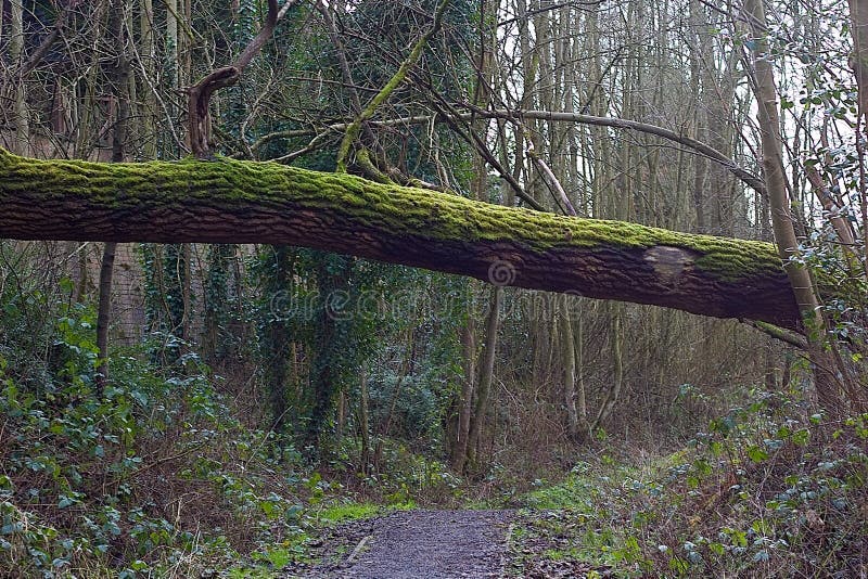 Tree with Green Fresh Moss Growing On It stock photo