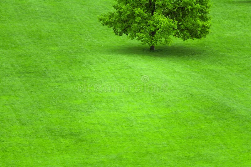 Tree on a green grass lawn stock photos Tree on a green grass lawn stock photos