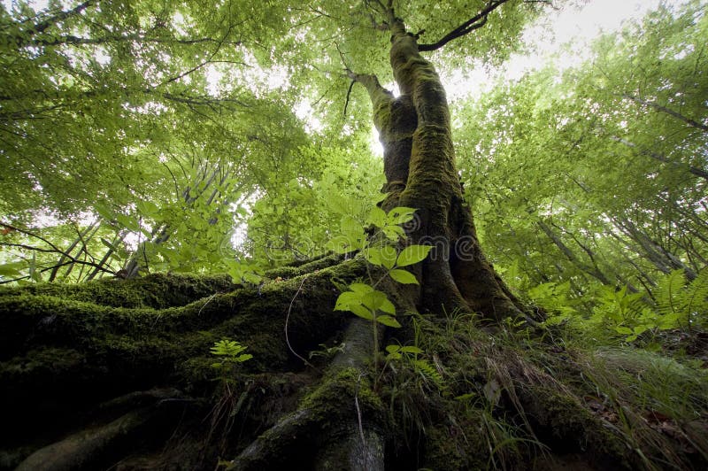 Tree in green jungle stock image. Image of magic, branch 38353323