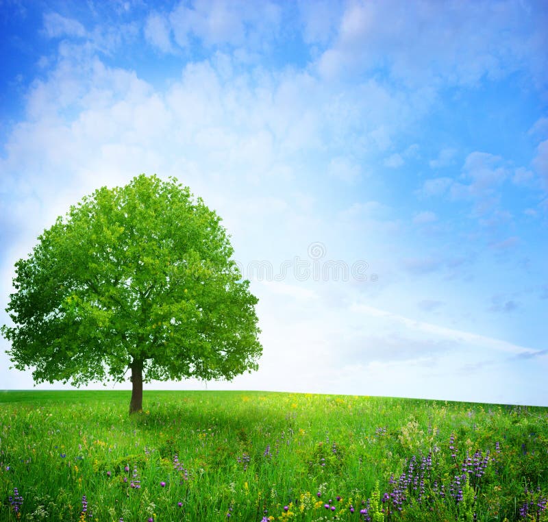Tree In Green Meadow Stock Photo Image Of Natural Bright 22256994