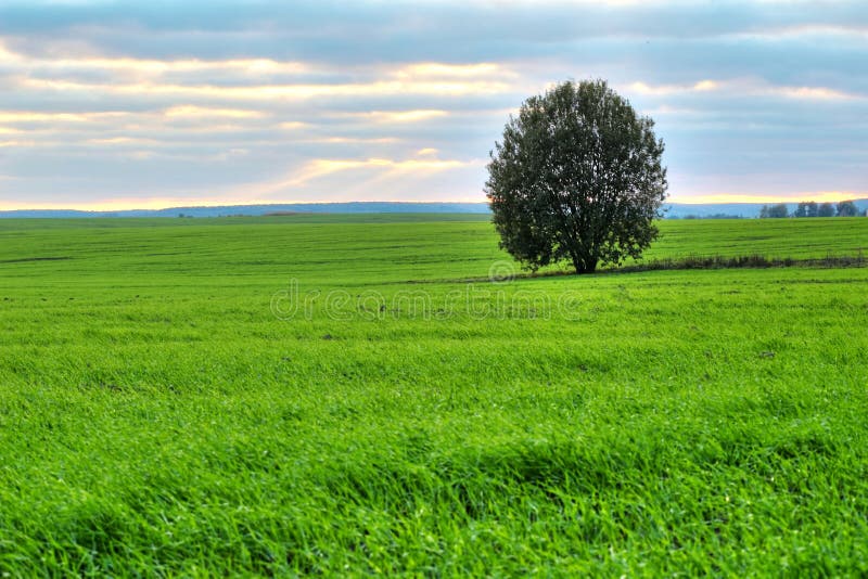 Tree on a green pasture