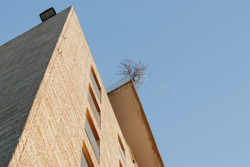 A tree  growing on the balcony of a multi-story building in the light of the rays of the setting sun in the Mamila quarter in