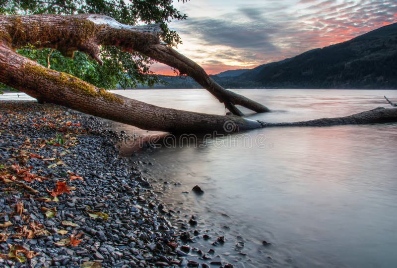 Tree Growing into Lake with Sunset in Background