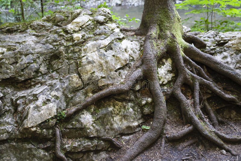 Tree Growing On The Rock Stock Image Image 14127201