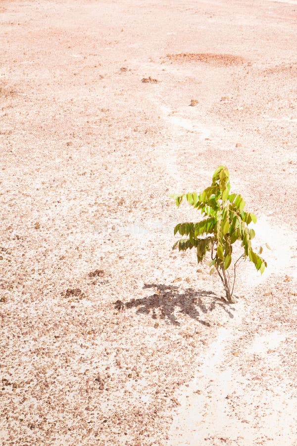 Tree growing on the sand. stock image. Image of desert 229177645