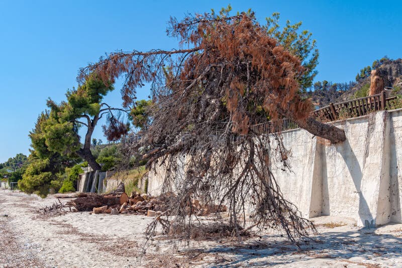 Tree Growing through the Wall Stock Image Image of people, pine