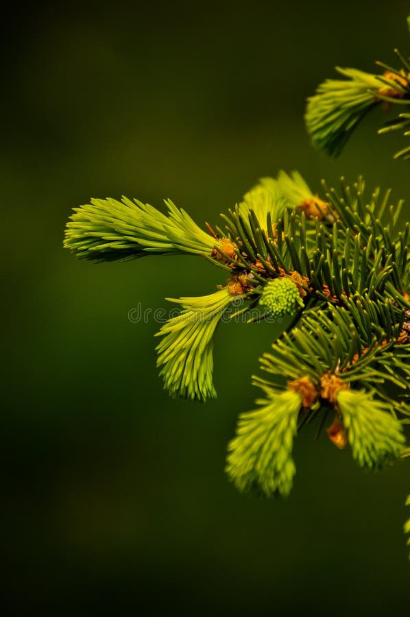 The Tree Grows with New Young Branches Stock Photo Image of plant