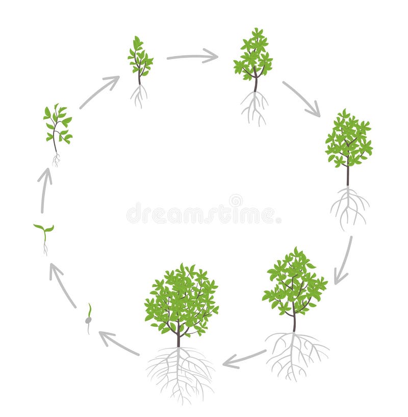 Tree Growth Stages. Vector Illustration. Ripening Period Progression Stock  Illustration - Illustration of evolution, cultivation: 144724883