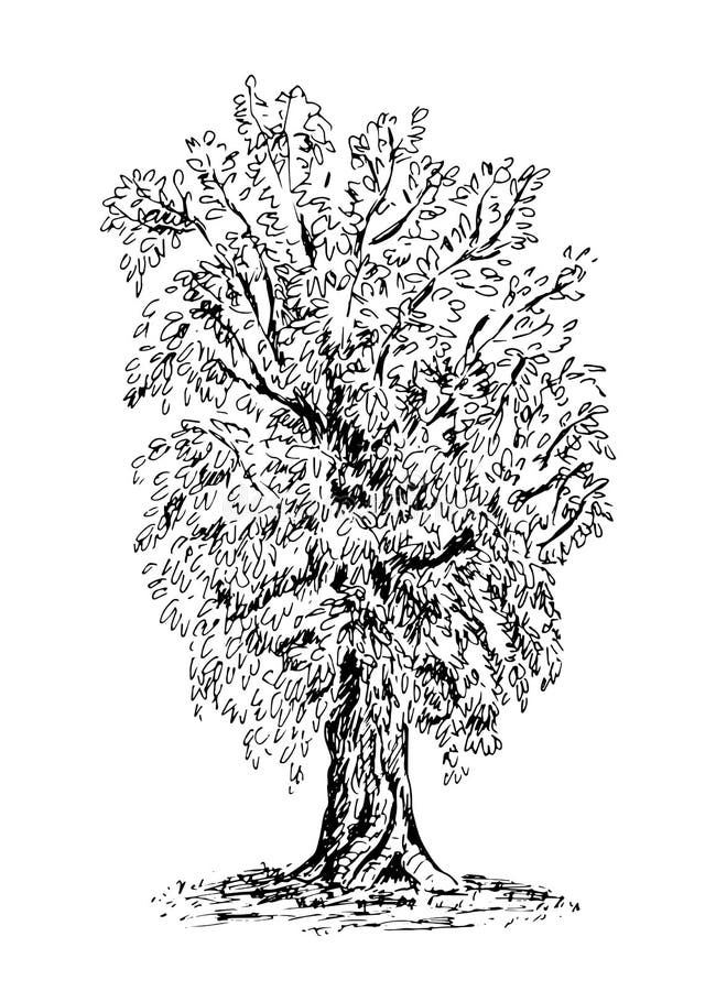 A Tree, Hand Drawn Black and White Sketch. Vector Illustration Stock ...