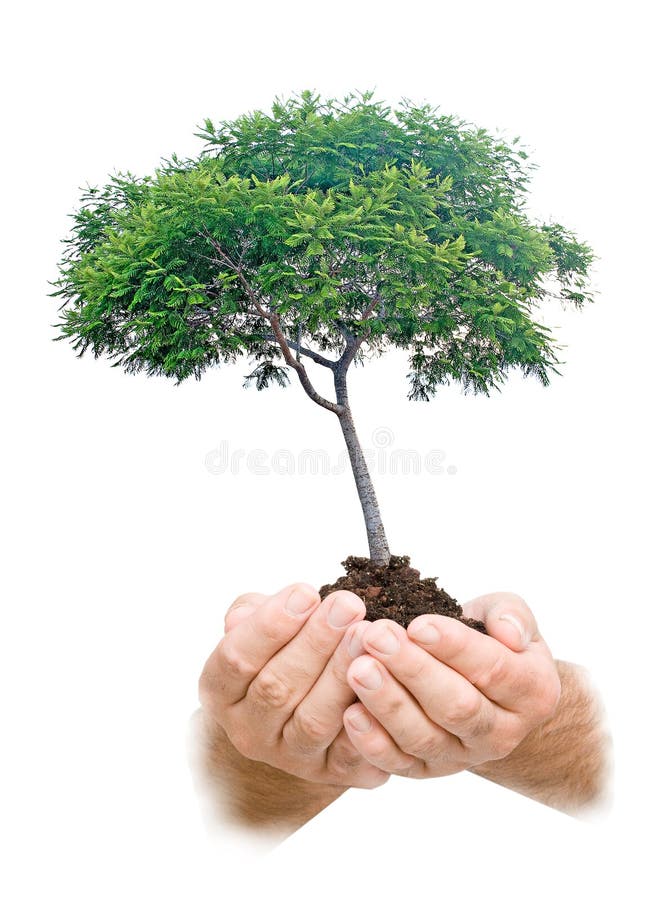 Tree in hands
