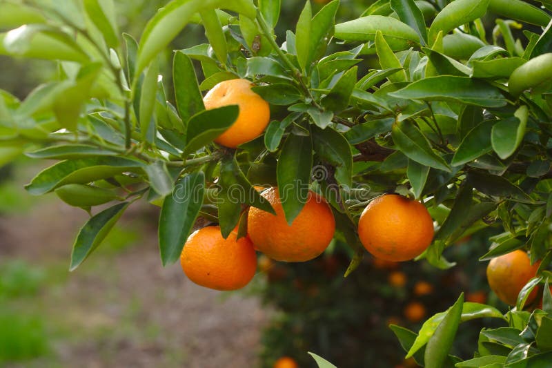 Tree with the Harvest of Oranges on the Branches Stock Photo Image of leaves, healthy 167370816