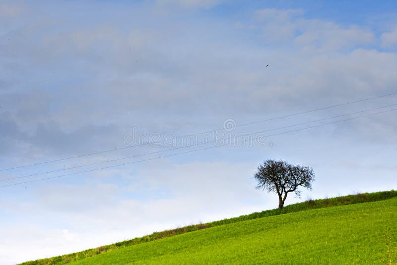 a tree on hill