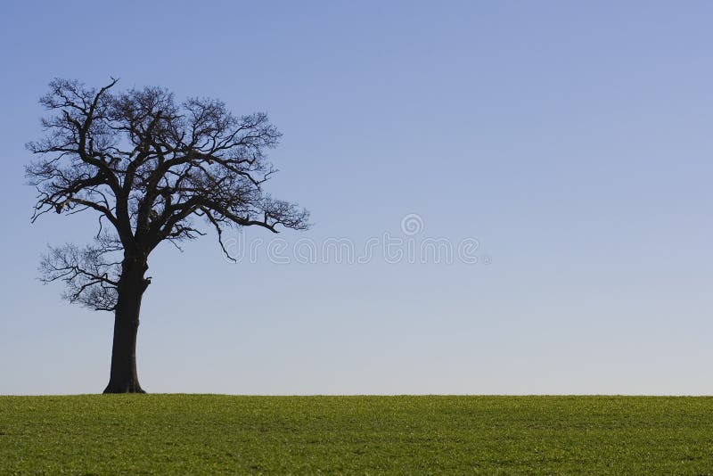 Viejo un árbol sobre el cielo azul en verde en primer plano.