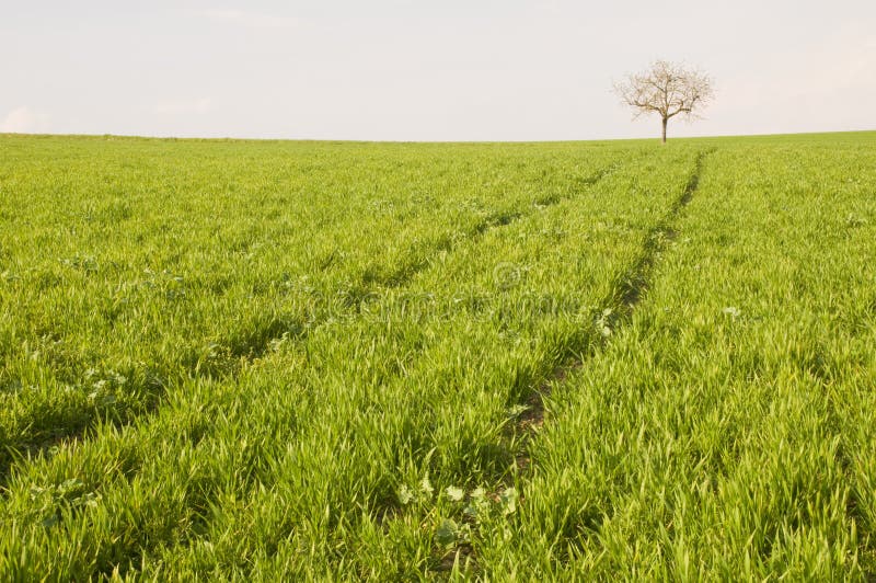 Tree at the horizont